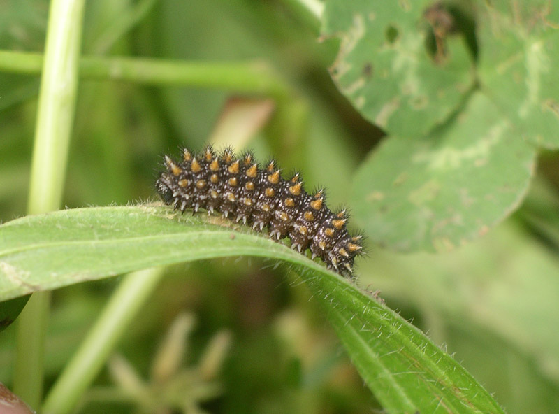 Bruco di melitaea athalia?